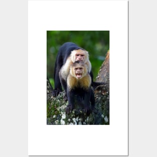 Capuchin Monkey Photobomb - Costa Rica Posters and Art